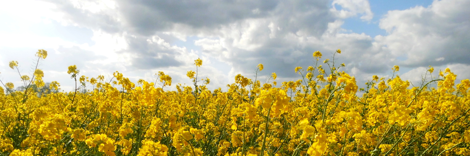 Header Image
