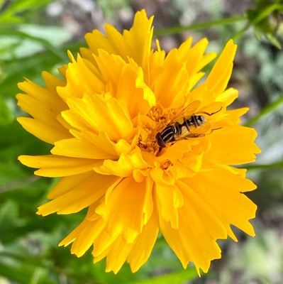 gelbe Blüte des Mädchenauges mit Fliege