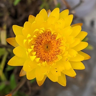 sich öffnende gelbe Blüte der Strohblume mit orangem Innenleben 