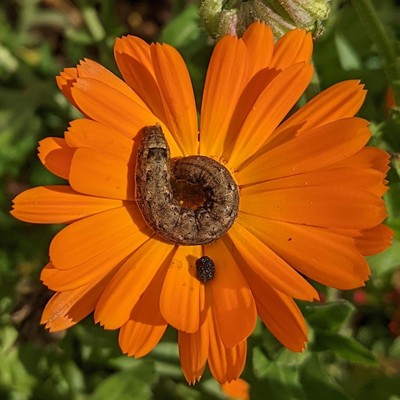 eine braune Raupe frisst den Boden einer leuchtend orangen Ringelblume