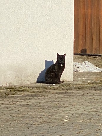 schwarze Katze in der Sonne 