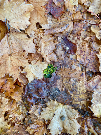 ein paar grüne Flechten in mitten von lauter braunem Laub auf dem Boden 