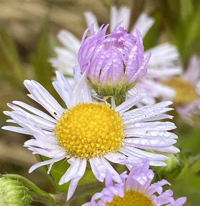zwei Blüten, gelbes Innenleben mit weißen Blütenblättern und noch nicht geöffnet mit rosa BlütenblätternnAuf beiden sind viele kleine Tröpfchen verteilt 