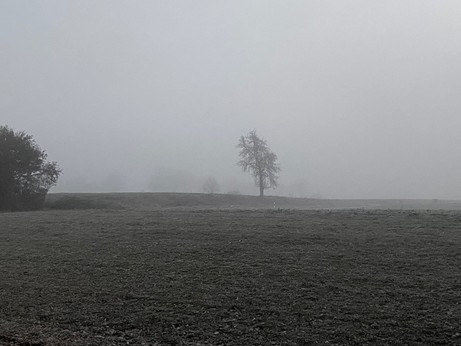 grauer Nebel in dem ein paar Bäume stehen 