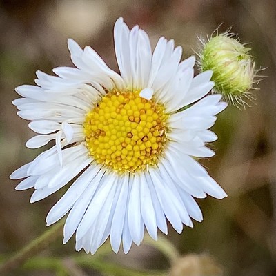 kleine Blüte mit weißen zerzausten Blütenblättern, deren Innenleben inzwischen gelb mit brauen Einsprengseln ist 