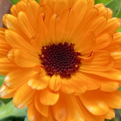 ein orange Blüte eine Ringelblume