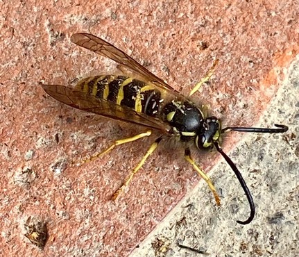 Eine Wespe auf dem Boden 