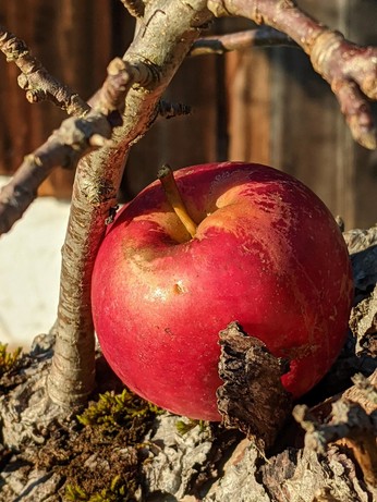 Ein loser Apfel liegt in der Astgabel eines Baums.