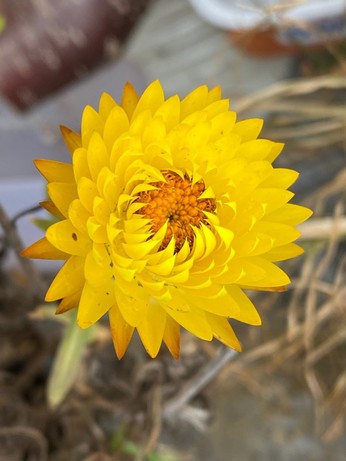 eine fast ganz geöffnete gelbe Blüte einer Strohblume 
