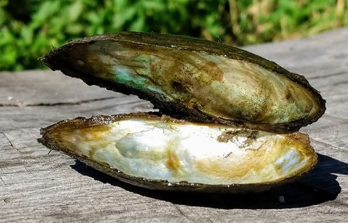 offene Muschel, deren Perlmutt in der Sonne glitzert nauf einer Holzbank 