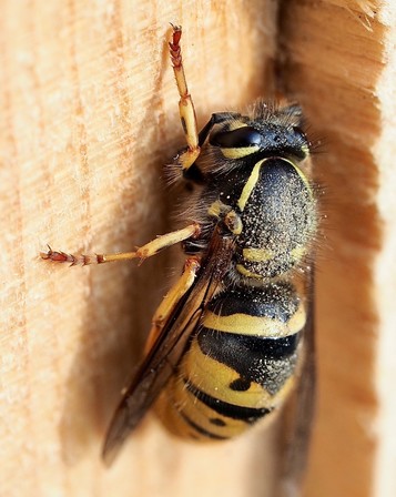 Eine Wespenkönigin sitzt auf einem Holzbrett.