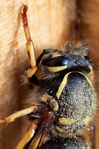 Ausschnittvergrößerung der Wespe. Die Haare fast überall auf dem Körper sind deutlich erkennbar. Die Haken an den Beinen. 