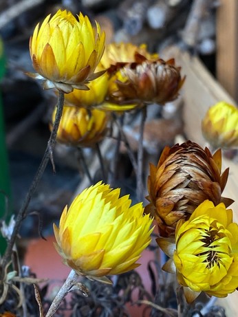 gelbe und braune geschlossene Blüten einer Strohblume 