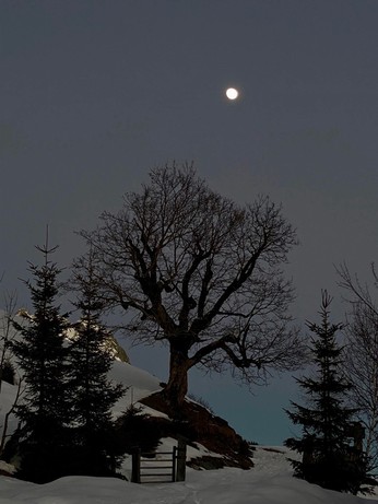 Zwielicht der Dämmerung nkahler Laubbaum un der Mitte, seitlich flankiert von kleineren Fichten und der Mond drüber nalles schneebedeckt