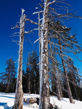 Der Wind zieht aus dem Tal hoch und nur auf einer Seite sind die Bäume voller Schnee 