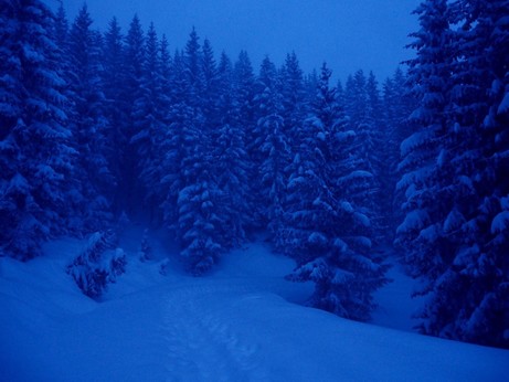 blaues Zwielicht am Morgennbeschneite dunkle Nadelbäume und Schnee überall 