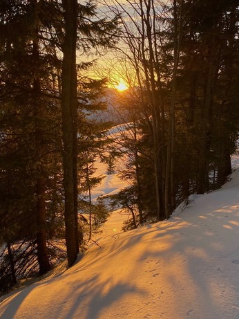 die untergehendene Sonne leuchtet golden durch eine Lücke zwischen hohen Bäumen und der Schnee wird orangegelb