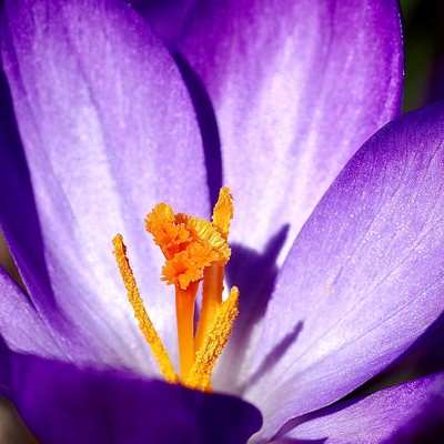 der leuchtend orange Stempel im Inneren der geöffneten lila Krokusblüte 