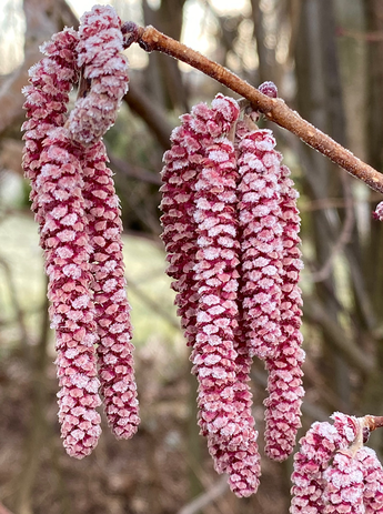 männliche Blüten einer roten Haselnuss mit Reif bedeckt 