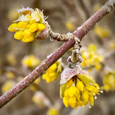 gelbe Blüten der Kornellkirsche mit minimal Reif drauf 