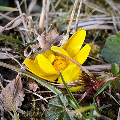 eine gelbe Blüte vom Scharbockskraut in noch braunem Gras