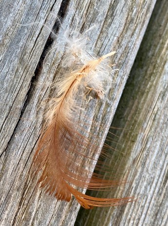 eine kleine hellbraune Feder mit weißer Daune liegt auf einer hellgrauen Holzfläche