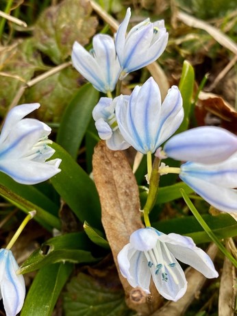 weiße Blüten mit zarten hellblauen Streifen einer kleinen Hyazinthe 