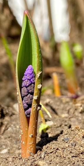eine kleine Traubenhyazinthe, bei der die lila Blüte grade aus dem senkrecht aufbrechenden Blatt herausschaut 