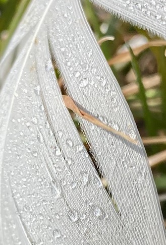 ein brauner Grashalm hat sich durch die Feder gebohrt und die Verzahnung vom „Reisverschluß“ der einzelnen Sprossen einer Feder sind sichtbar 