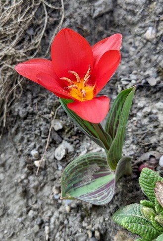 eine kurzstielige rote Tulpe ist erblüht 