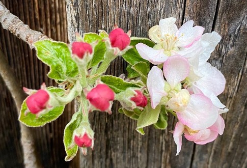 eine offene weißliche Apfelblüte und dunkelrosa Knospen vor Holzwand