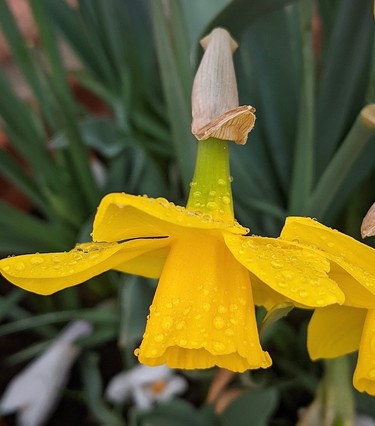 auf einer gelben Blüte einer Narzisse sind viele kleine Tröpfchen 