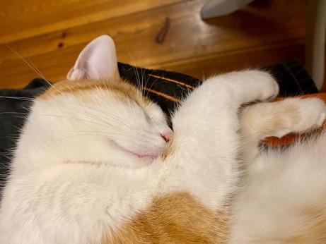 eine rotweiße Katze liegt mit geschlossenen Augen entspannt auf verschränkten Beinen 