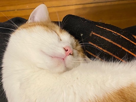 eine rotweiße Katze liegt mit geschlossenen Augen auf verschränkten Beinen, das Gesicht leicht in die Kamera gedreht 