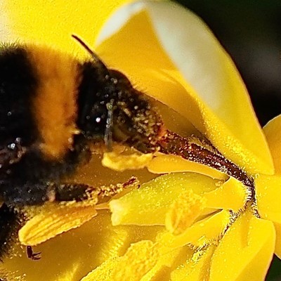 Detailaufnahme des Kopfes mit Rüssel einer Hummel in einer gelben Blüte einer Wildtulpe 