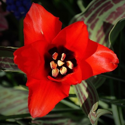 Eine leuchtend rote Tulpe von oben mit schwarzem Grund und dreieckig wirkenden Blütenblättern 