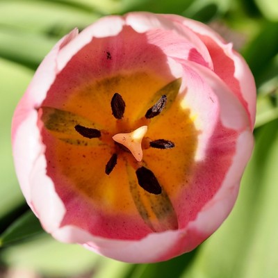 eine rosa Tulpe mit gelbem Grund und kreisrunden aneinander liegenden Blütenblättern 