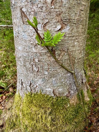 ein junger Laubbaum schmiegt sich auch im dritten Versuch ganz eng an einen großen Baum und schiebt ein paar grüne Blättchen 