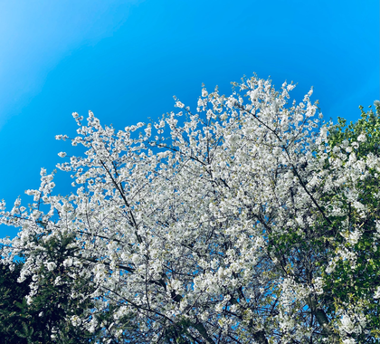 ein komplett weiß blühender Kirschbaum vor blauem Himmel vom unten nach oben fotografiert 