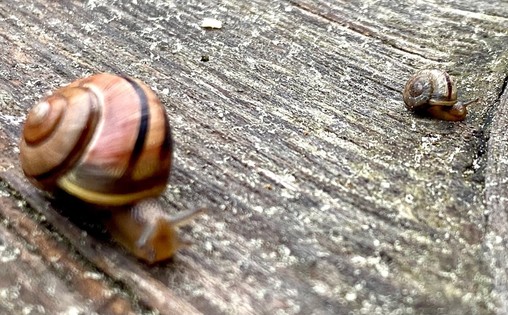 eine noch sehr kleine Schnecke mit dunklem Gehäuse und größere Schnecke im Vordergrund auf grauem Holz