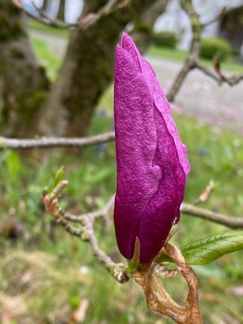 die Blütenblätter einer lila Magnolie sind länger geworden aber sind noch geschlossen und fest gefaltet 