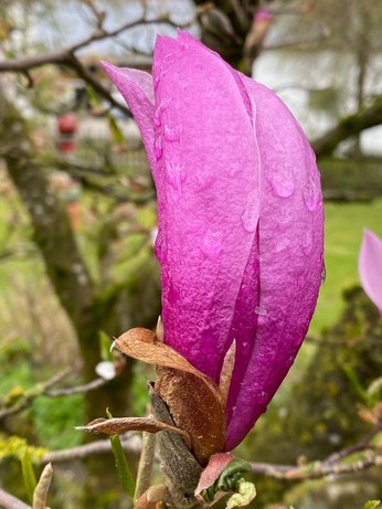 die Blütenblätter einer lila Magnolie beginnen sich zu öffnen 