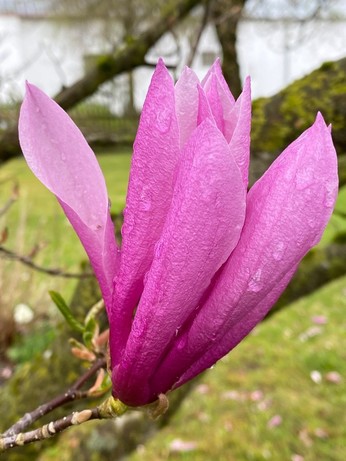 die Blütenblätter einer lila Magnolie öffnen sich und spreizen sich 