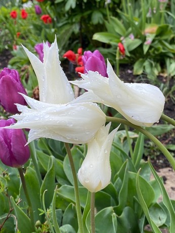 4 weiße fast geschlossene Tulpenblüten neigen sich mit Regentropfen 