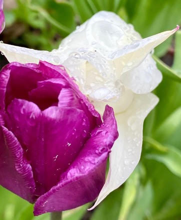 eine dunkelrosa Tulpenblüte, an die sich eine weiße geschlossene Tulpenblüte mit vielen Tropfen drauf anlehnt 