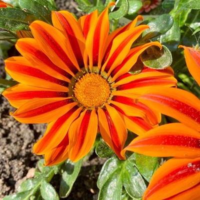 Eine Blüte mit gestreiften Blütenblättern un orange und rotnnMittagsgold