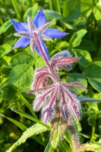 ein blaue sternförmige blaue Blüte von hinten und ein behaarter Stengel und weitere Knospen nnBorretsch