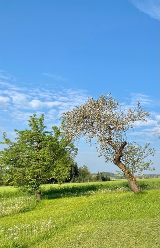 links ein schon grüner Birnbaum und rechts einem krummen alten blühendem Apfelbaum auf einer grünen Wiese und blauem Himmel dahinter 