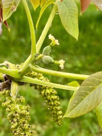 eine kleine grüne weibliche Blüte zwischen den Blatttriebenndie männlichen (Kätzchen) Blüten hängen runter 
