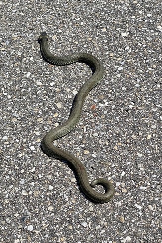 Graugrüne Schlange schlängelt sich auf dem Teer Richtung Straßenrand 